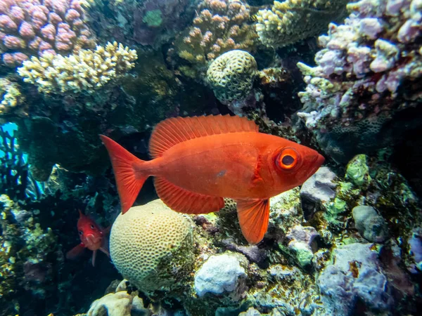 Priacanthus Macracanthus Recife Coral Mar Vermelho Fotografia De Stock
