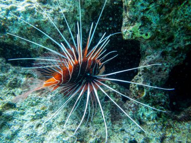 Aslan Balığı Kızıl Deniz 'in mercan kayalıklarında yaşar.