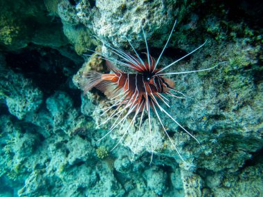 Aslan Balığı Kızıl Deniz 'in mercan kayalıklarında yaşar.