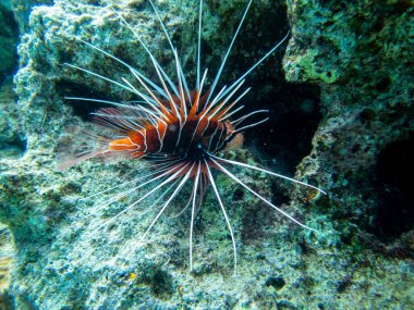 Aslan Balığı Kızıl Deniz 'in mercan kayalıklarında yaşar.
