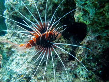 Aslan Balığı Kızıl Deniz 'in mercan kayalıklarında yaşar.