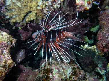 Aslan Balığı Kızıl Deniz 'in mercan kayalıklarında yaşar.