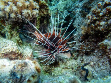 Aslan Balığı Kızıl Deniz 'in mercan kayalıklarında yaşar.