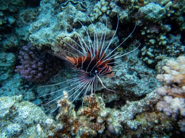 Aslan Balığı Kızıl Deniz 'in mercan kayalıklarında yaşar.
