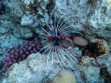 Aslan Balığı Kızıl Deniz 'in mercan kayalıklarında yaşar.