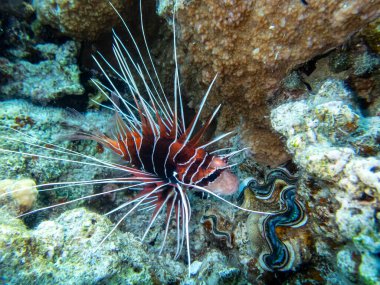 Aslan Balığı Kızıl Deniz 'in mercan kayalıklarında yaşar.