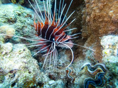 Aslan Balığı Kızıl Deniz 'in mercan kayalıklarında yaşar.