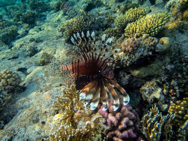 Aslan Balığı Kızıl Deniz 'in mercan kayalıklarında yaşar.