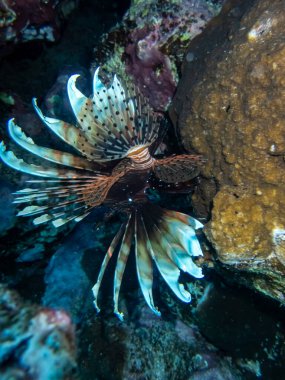 Aslan Balığı Kızıl Deniz 'in mercan kayalıklarında yaşar.