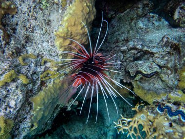 Aslan Balığı Kızıl Deniz 'in mercan kayalıklarında yaşar.