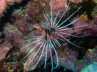 Aslan Balığı Kızıl Deniz 'in mercan kayalıklarında yaşar.