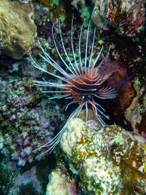 Aslan Balığı Kızıl Deniz 'in mercan kayalıklarında yaşar.