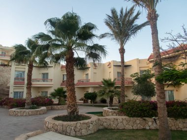 Mısır otelinin bölgesindeki palmiye ağaçları