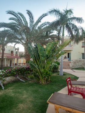 Mısır otelinin bölgesindeki palmiye ağaçları