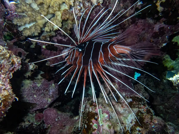 Aslan Balığı Kızıl Deniz 'in mercan kayalıklarında yaşar.
