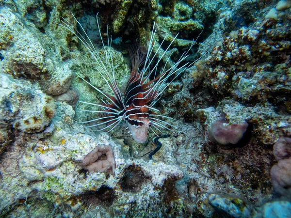 Pez León Vive Arrecife Coral Del Mar Rojo — Foto de Stock