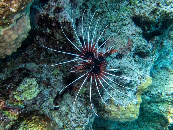 Левиця Живе Кораловому Рифі Червоного Моря — стокове фото