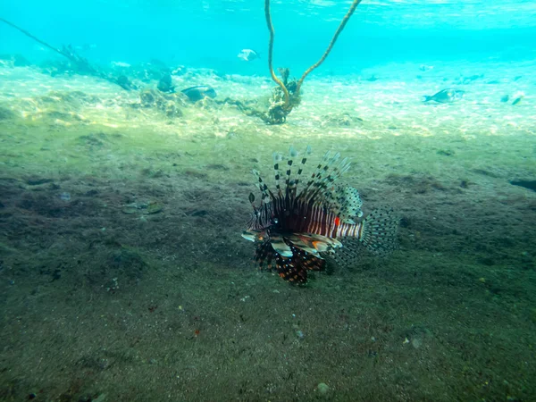 Pesce Leone Vive Nella Barriera Corallina Del Mar Rosso — Foto Stock