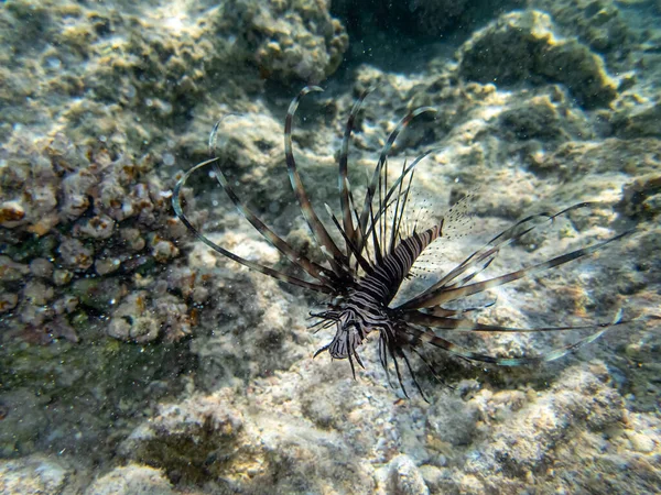 Lionfish Vive Recife Coral Mar Vermelho — Fotografia de Stock