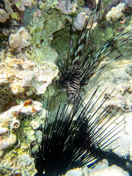 Lionfish Lives Coral Reef Red Sea — Stock Photo, Image