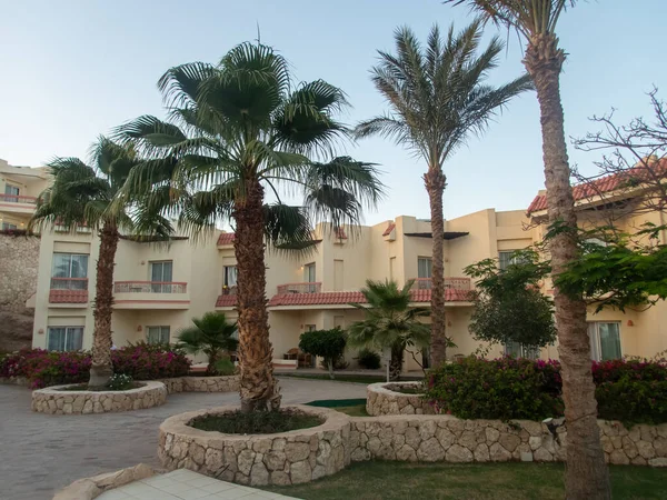 Palmiers Sur Territoire Hôtel Égyptien — Photo