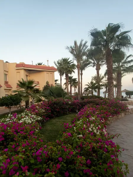 Mısır Otelinin Bölgesindeki Palmiye Ağaçları — Stok fotoğraf