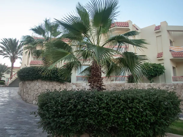 Palmiers Sur Territoire Hôtel Égyptien — Photo