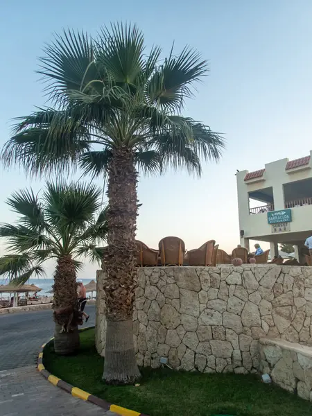 Palmy Terytorium Egipskiego Hotelu — Zdjęcie stockowe
