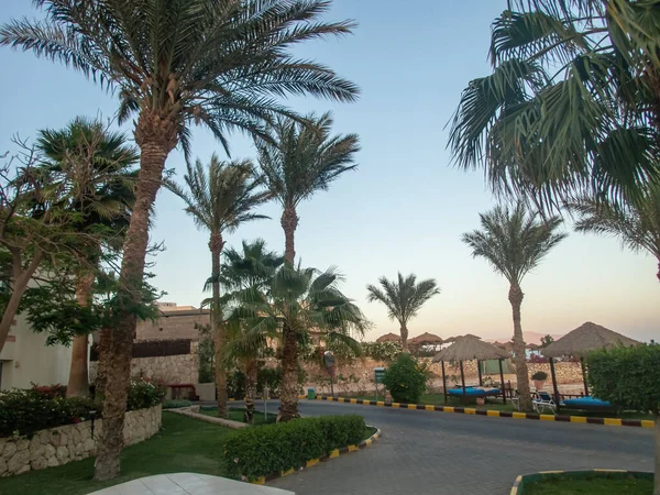 Palmen Auf Dem Gelände Des Ägyptischen Hotels — Stockfoto