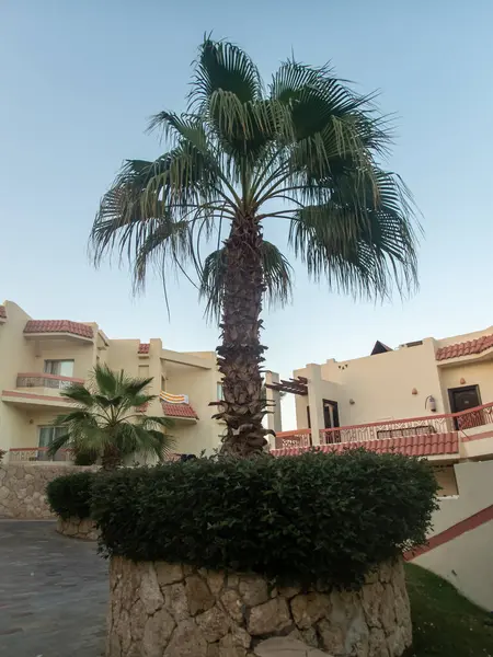 埃及旅馆内的棕榈树 — 图库照片