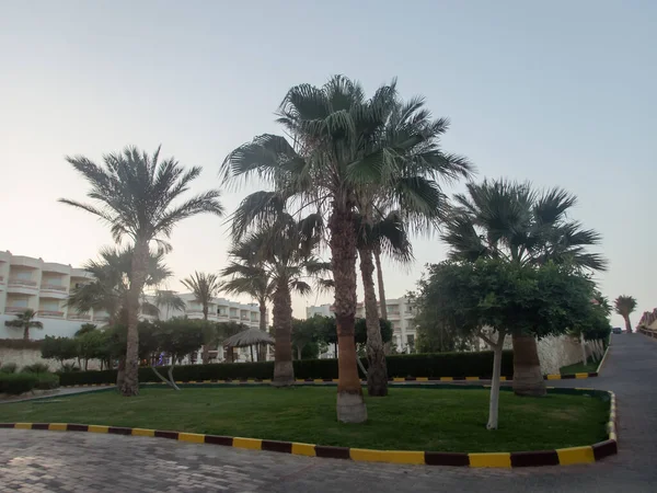 Пальмы Территории Египетского Отеля — стоковое фото