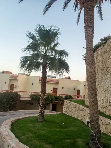 Пальмы Территории Египетского Отеля — стоковое фото