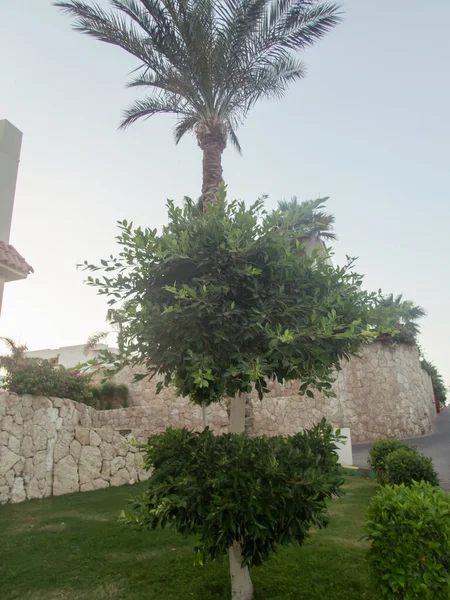 Palm Trees Territory Egyptian Hotel — Stock Photo, Image