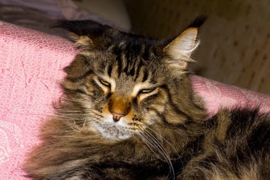 Fedor adında gri bir Maine Rakunu 'nun portresi