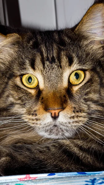 Retrato Gato Maine Coon Cinza Chamado Fedor — Fotografia de Stock