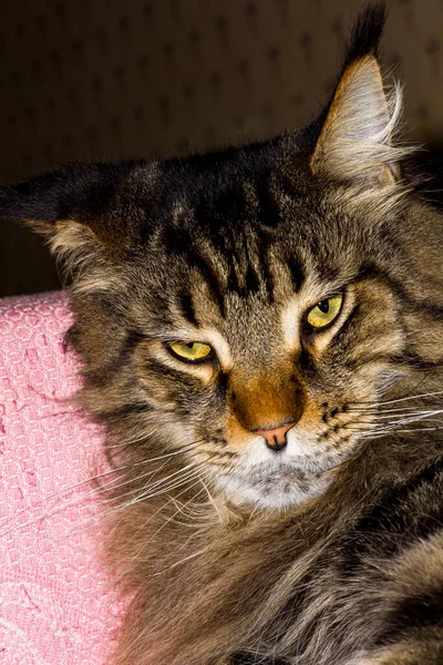 灰缅因州猫科动物费多的肖像 — 图库照片