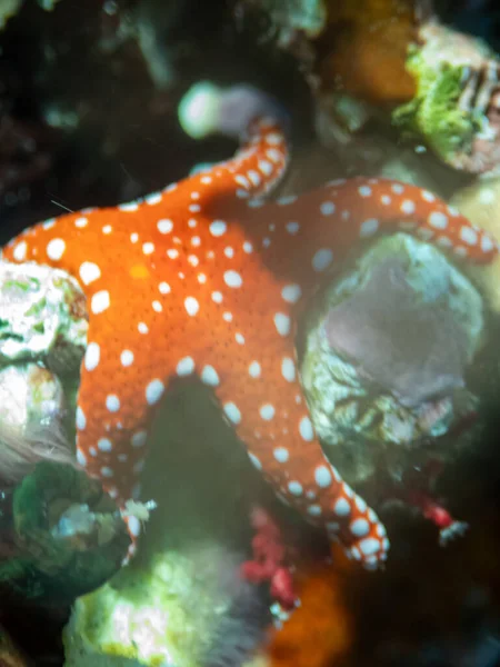 Small red starfish at the bottom of a coral reef in the Red Sea
