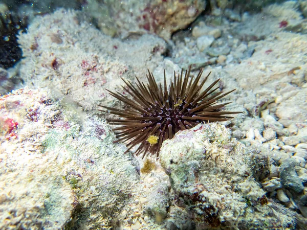 Oursin Fond Récif Corallien Dans Mer Rouge — Photo