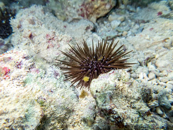 홍해에 산호초의 바닥에 Urchin — 스톡 사진