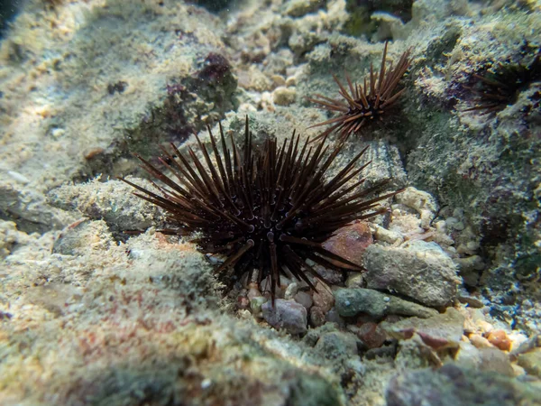 홍해에 산호초의 바닥에 Urchin — 스톡 사진
