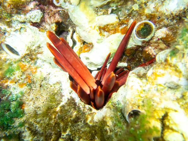 Jeżowiec Dnie Rafy Koralowej Morzu Czerwonym — Zdjęcie stockowe