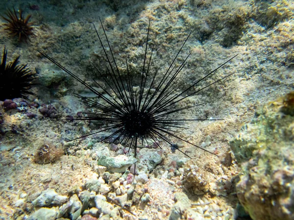 홍해에 산호초의 바닥에 Urchin — 스톡 사진