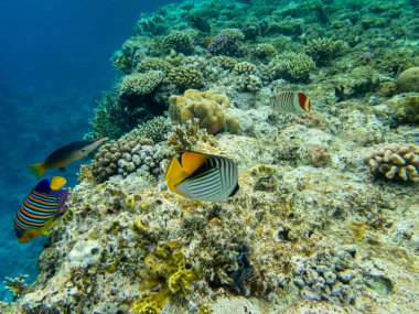 Kızıl Deniz 'deki mercan resiflerinin ilginç sakinleri.