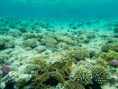 Kızıl Deniz 'deki mercan resiflerinin ilginç sakinleri.