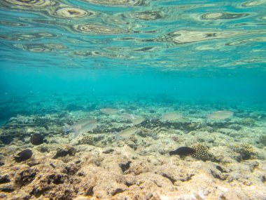 Kızıl Deniz 'deki mercan resiflerinin ilginç sakinleri.