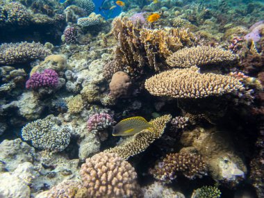 Kızıl Deniz 'deki mercan resiflerinin ilginç sakinleri.