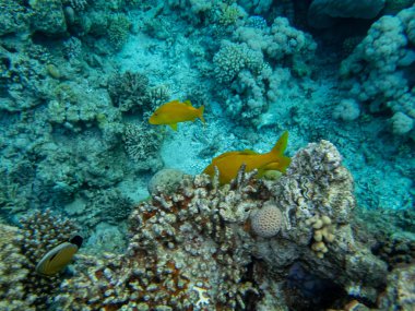 Kızıl Deniz 'deki mercan resiflerinin ilginç sakinleri.