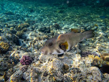 Kızıl Deniz 'deki mercan resiflerinin ilginç sakinleri.