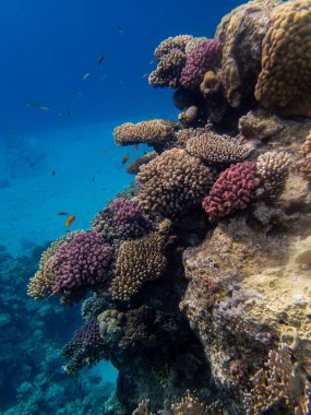 Kızıl Deniz 'deki mercan resiflerinin ilginç sakinleri.