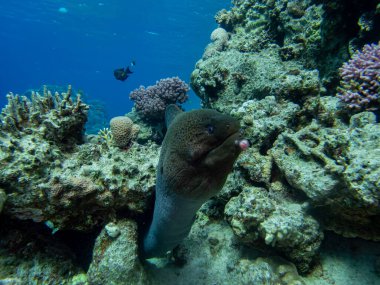 Kızıl Deniz 'deki mercan resiflerinin ilginç sakinleri.